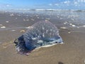 Portuguese Man oÃ¢â¬â¢ War